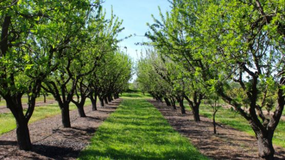 Plan de cession comprenant un bail rural : à qui appartiennent les plantations ?