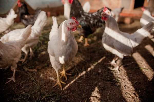 Grippe aviaire : risque élevé sur le territoire métropolitain