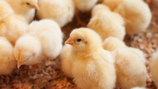 Fin de l’élimination des poussins mâles : le calendrier est tenu