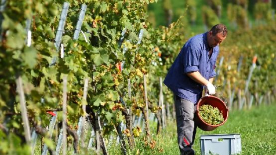 Déclaration viticole en ligne : à faire rapidement !