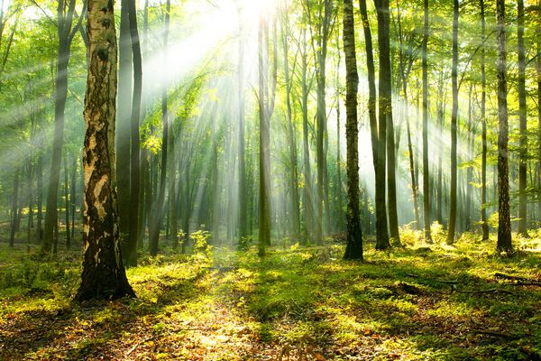 Investissement forestier : un nouveau crédit d’impôt