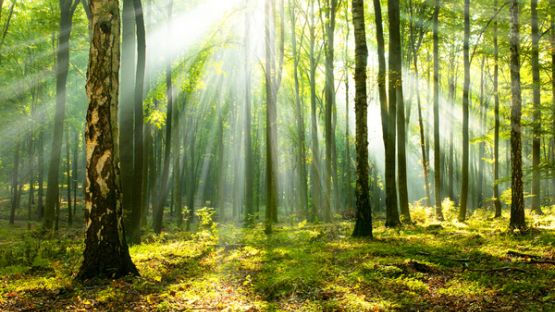 Investissement forestier : un nouveau crédit d’impôt