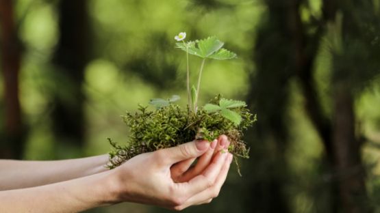 Environnement : une mise au vert nécessaire !