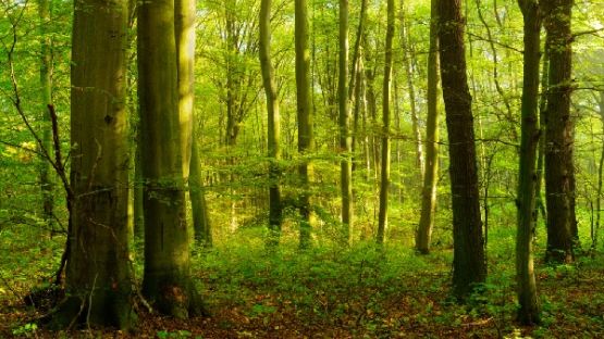 Entreprises de production de semences forestières : êtes-vous éligibles à la nouvelle subvention ?