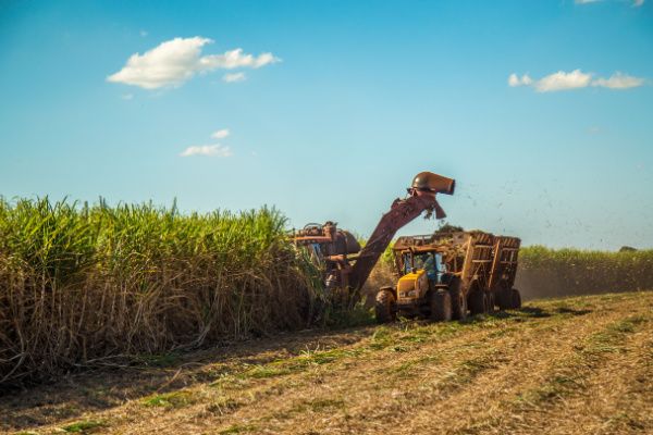 Planteurs de canne à sucre : une aide financière pour faire face aux surcoûts