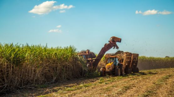 Planteurs de canne à sucre : une aide financière pour faire face aux surcoûts