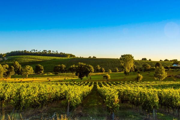 Crise de la filière vitivinicole : l’État propose des solutions