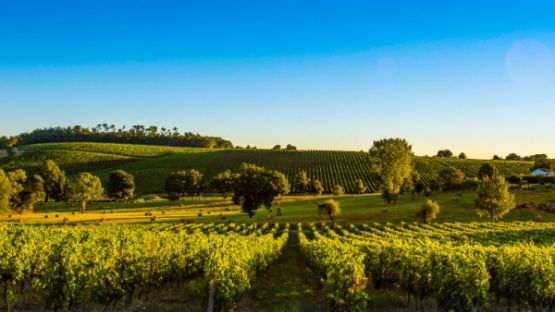 Crise de la filière vitivinicole : l’État propose des solutions