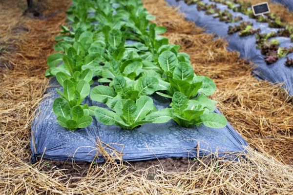 Aléas climatiques et agriculture : une aide pour protéger les exploitations