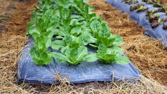 Aléas climatiques et agriculture : une aide pour protéger les exploitations