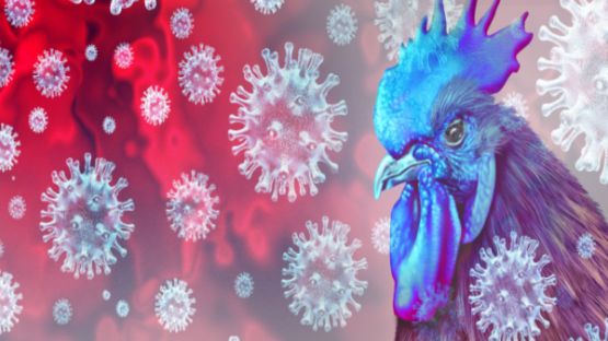 Grippe aviaire : un nouveau report de cotisations sociales pour les éleveurs !