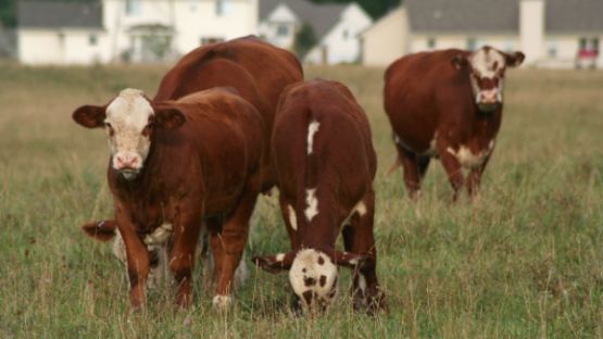 PLU et zonage agricole : vers la création d’un ordre de priorité ?