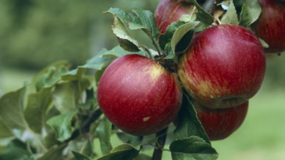 Arboriculture : vers une interdiction du captan ?