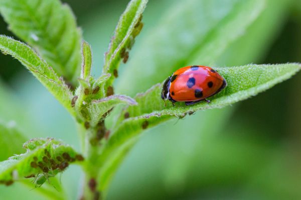 Protection des cultures et de l’environnement : un guide pour lutter contre les « ravageurs »