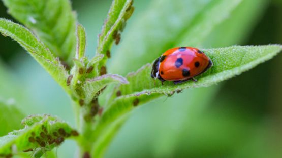 Protection des cultures et de l’environnement : un guide pour lutter contre les « ravageurs »