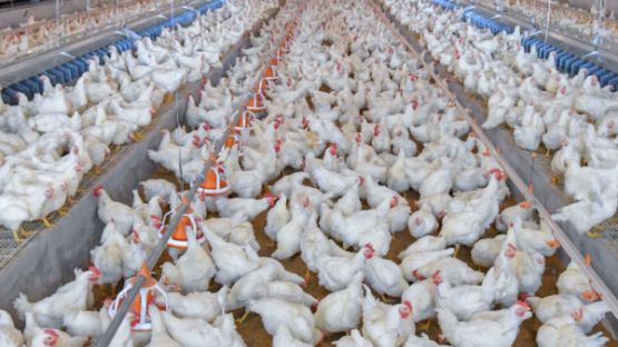 Infections à Salmonella : mise en place d’un programme national de lutte