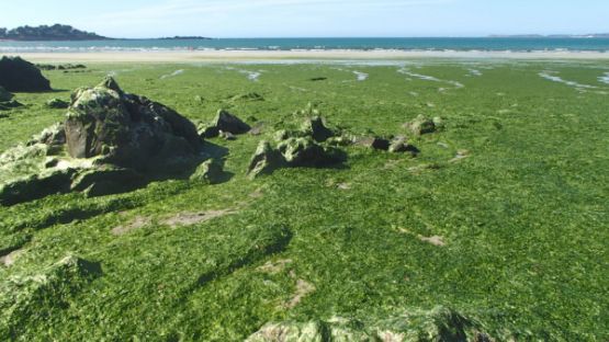 Agriculteurs : de nouvelles obligations pour lutter contre les marées vertes