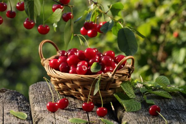 Cerises : pas de phosmet en France ?