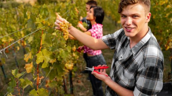 Embauche de travailleurs saisonniers agricoles : ce que vous devez savoir !