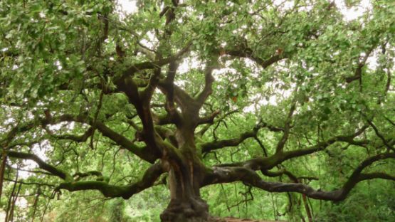 Plan local d’urbanisme (PLU) = protecteur des arbres ?