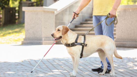 Taxis : pouvez-vous refuser d’effectuer une course lorsque votre client est accompagné d’un chien-guide ?