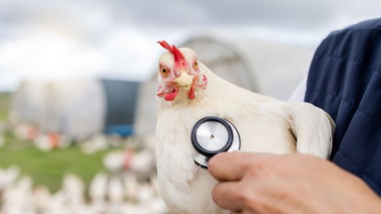 Grippe aviaire : un trou dans la trésorerie ?