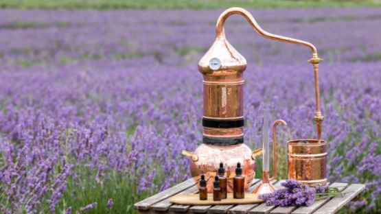 Dispositif d’aide exceptionnelle pour la lavande : une éclaircie ?