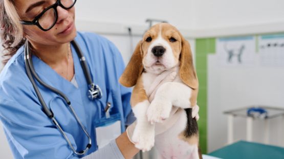 Vétérinaire et poursuite disciplinaire : focus !