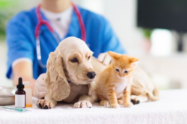 Aides « locales » aux vétérinaires : plus accessibles ?