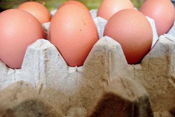 Commercialisation des œufs : un marquage brouillé ?