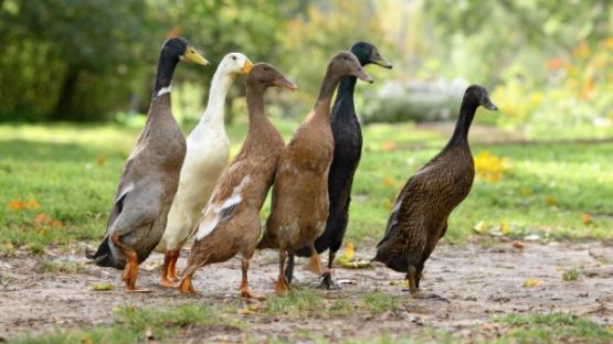 Grippe aviaire : la situation sanitaire s’améliore…