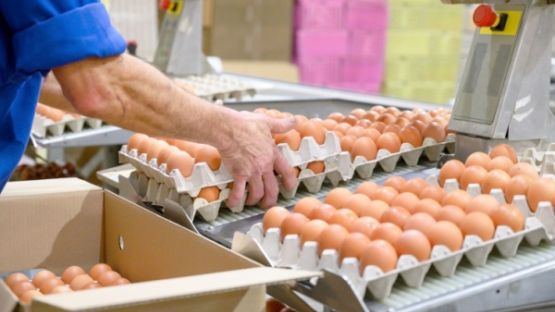 Sécurité alimentaire : la filière « œuf » (encore) concernée