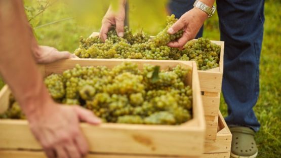 Secteur du vin : que pense l’Autorité de la concurrence de l’instauration de bornes de prix de vente ?