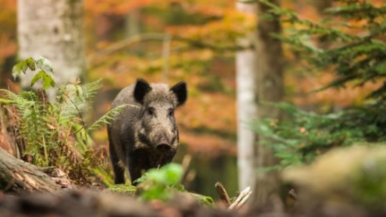 Clôture des espaces naturels : du nouveau